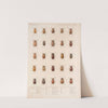Insecta Coleoptera Pl 010 by Frederick DuCane Godman