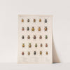 Insecta Coleoptera Pl 013 by Frederick DuCane Godman