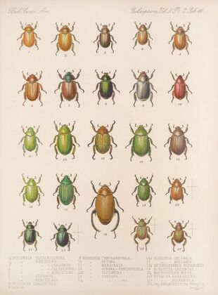 Insecta Coleoptera Pl 016 — size preview