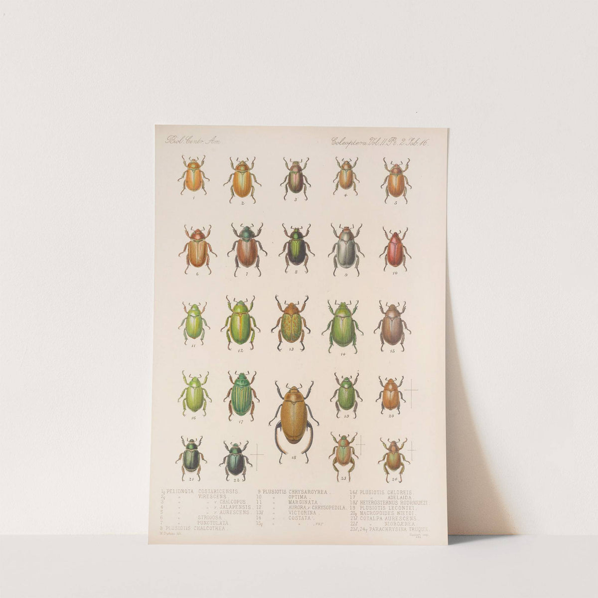 Insecta Coleoptera Pl 016 by Frederick DuCane Godman