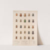 Insecta Coleoptera Pl 017 by Frederick DuCane Godman