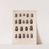 Insecta Coleoptera Pl 019 by Frederick DuCane Godman