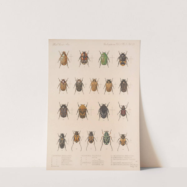 Insecta Coleoptera Pl 023 by Frederick DuCane Godman