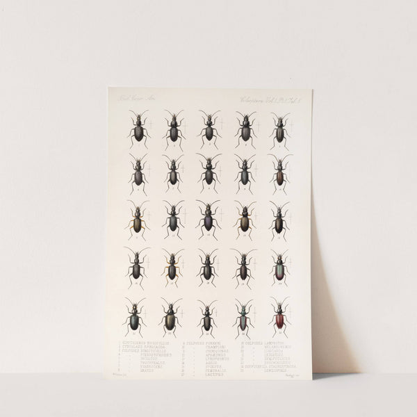Insecta Coleoptera Pl 029 by Frederick DuCane Godman