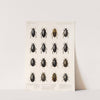 Insecta Coleoptera Pl 039 (1879-1915) by Frederick DuCane Godman