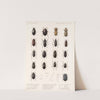 Insecta Coleoptera Pl 041 (1879-1915) by Frederick DuCane Godman