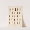 Insecta Coleoptera Pl 055 by Frederick DuCane Godman