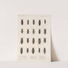 Insecta Coleoptera Pl 057 by Frederick DuCane Godman