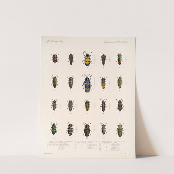 Insecta Coleoptera Pl 058 by Frederick DuCane Godman