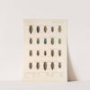 Insecta Coleoptera Pl 059 by Frederick DuCane Godman
