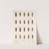 Insecta Coleoptera Pl 060 by Frederick DuCane Godman