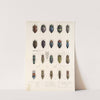 Insecta Coleoptera Pl 064 by Frederick DuCane Godman