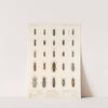 Insecta Coleoptera Pl 066 by Frederick DuCane Godman