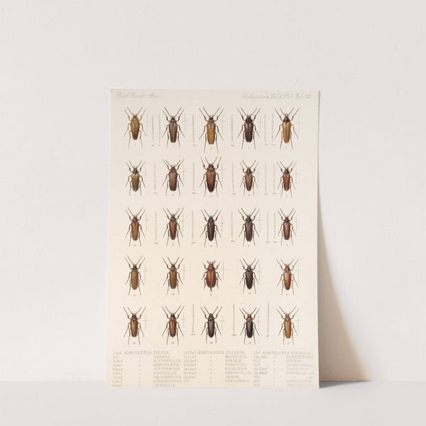 Insecta Coleoptera Pl 080 by Frederick DuCane Godman