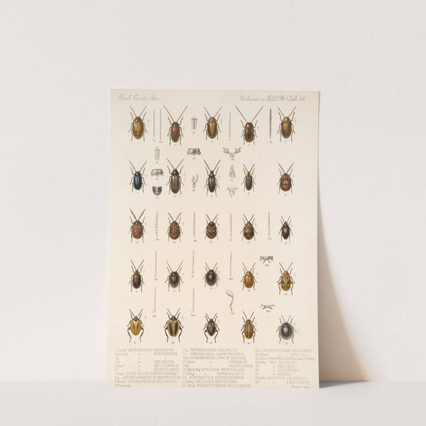 Insecta Coleoptera Pl 081 by Frederick DuCane Godman