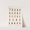 Insecta Coleoptera Pl 087 by Frederick DuCane Godman