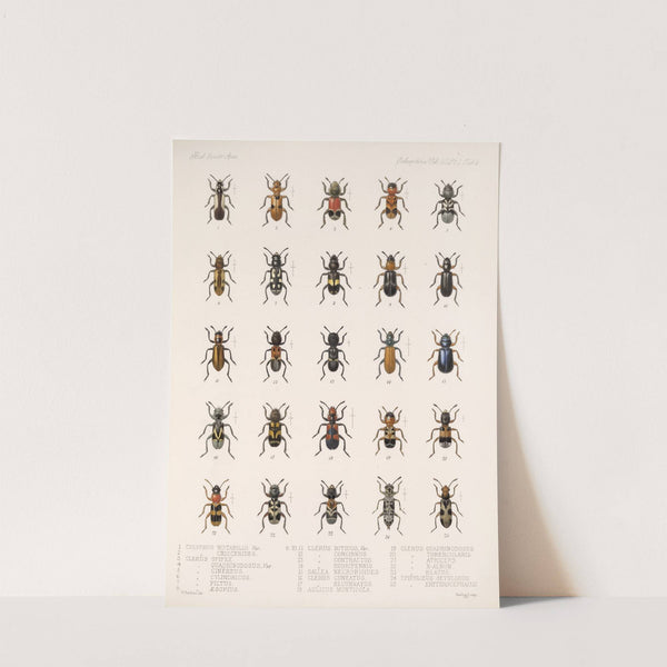 Insecta Coleoptera Pl 090 by Frederick DuCane Godman