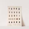 Insecta Coleoptera Pl 116 by Frederick DuCane Godman