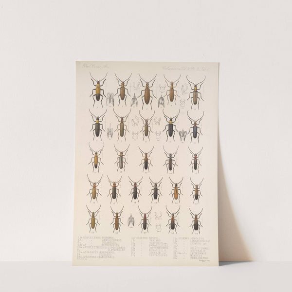Insecta Coleoptera Pl 124 by Frederick DuCane Godman