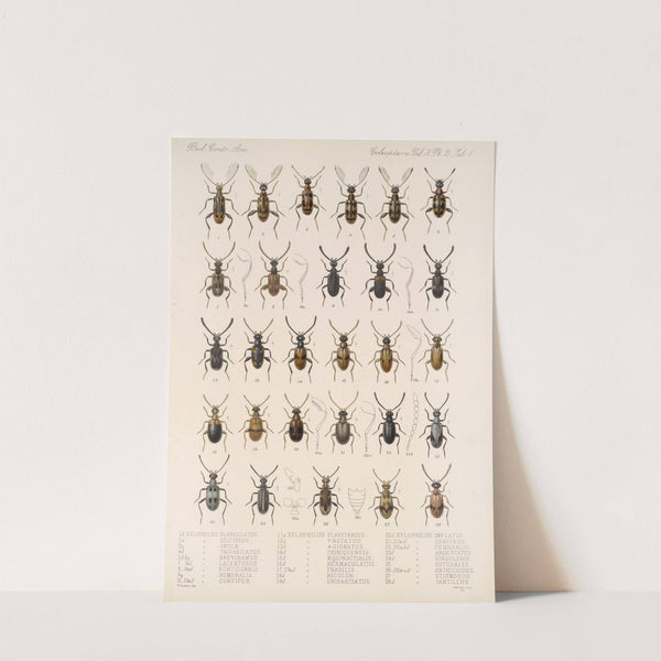 Insecta Coleoptera Pl 126 by Frederick DuCane Godman