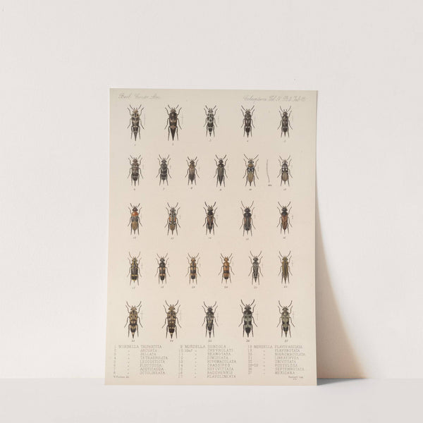 Insecta Coleoptera Pl 130 by Frederick DuCane Godman