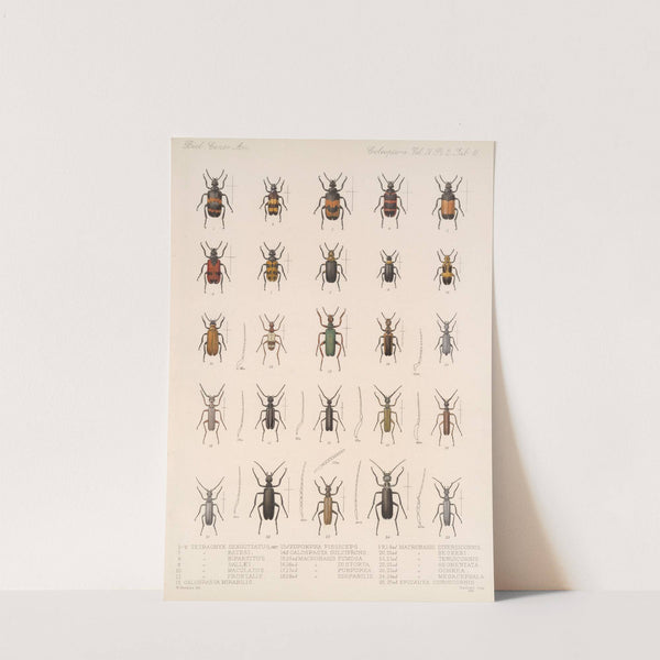Insecta Coleoptera Pl 136 by Frederick DuCane Godman