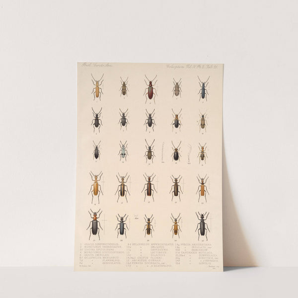 Insecta Coleoptera Pl 139 by Frederick DuCane Godman