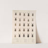 Insecta Coleoptera Pl 144 by Frederick DuCane Godman
