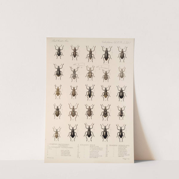 Insecta Coleoptera Pl 144 by Frederick DuCane Godman