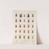 Insecta Coleoptera Pl 145 by Frederick DuCane Godman