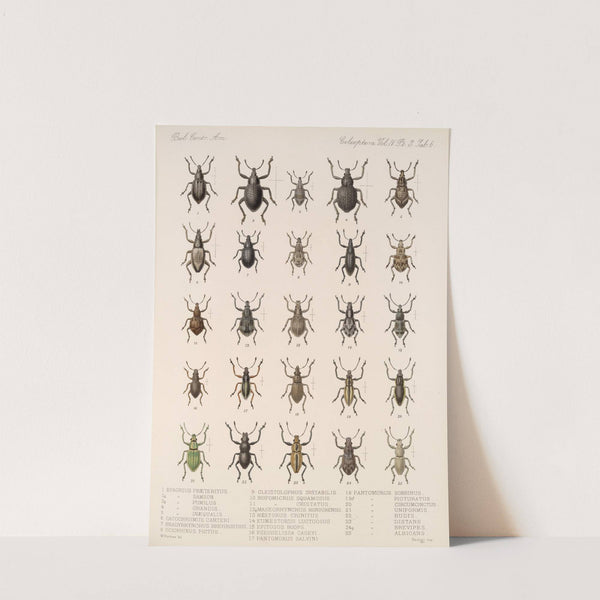 Insecta Coleoptera Pl 145 by Frederick DuCane Godman