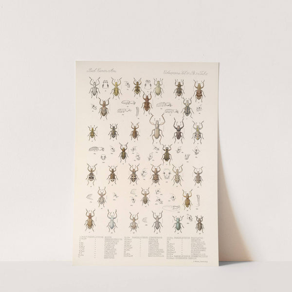 Insecta Coleoptera Pl 147 by Frederick DuCane Godman