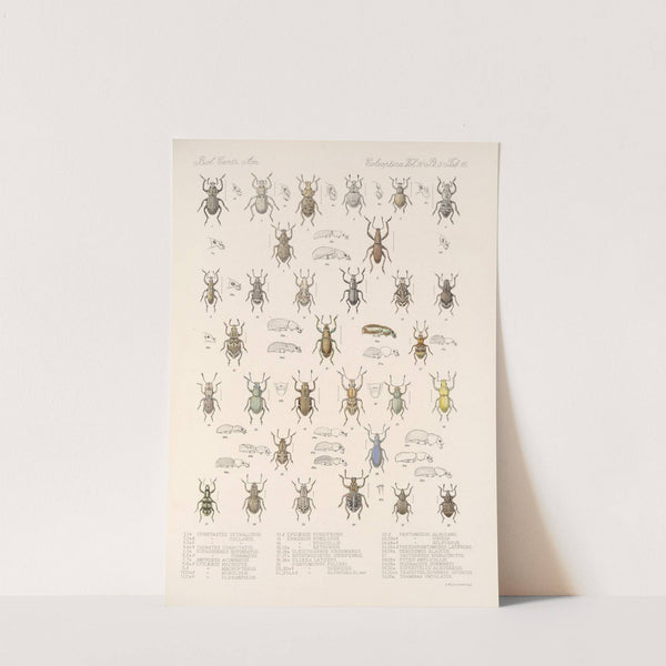 Insecta Coleoptera Pl 154 by Frederick DuCane Godman