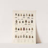 Insecta Coleoptera Pl 159 by Frederick DuCane Godman