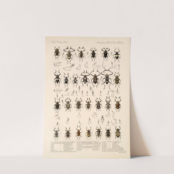 Insecta Coleoptera Pl 164 by Frederick DuCane Godman