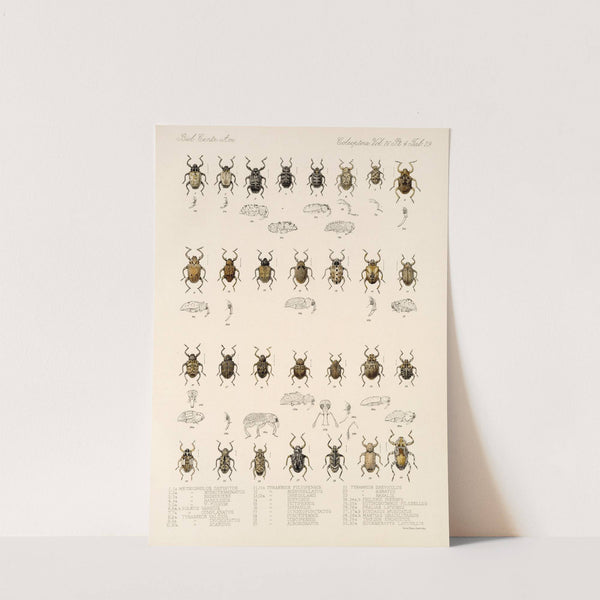 Insecta Coleoptera Pl 168 by Frederick DuCane Godman
