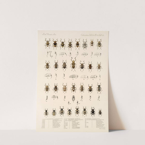 Insecta Coleoptera Pl 169 by Frederick DuCane Godman