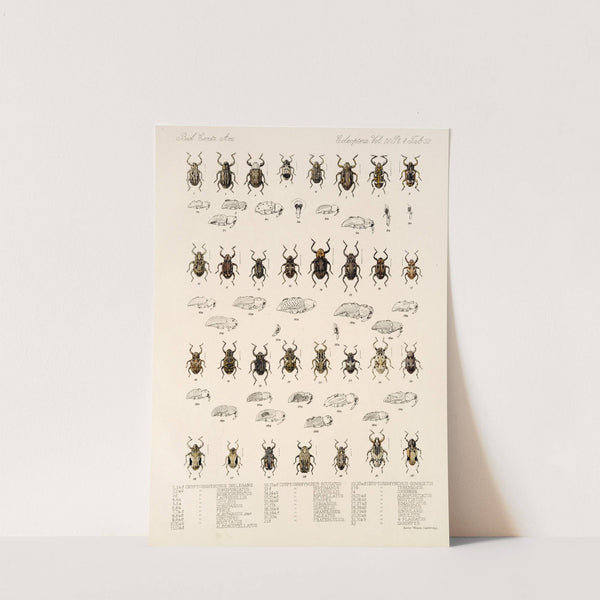 Insecta Coleoptera Pl 171 by Frederick DuCane Godman