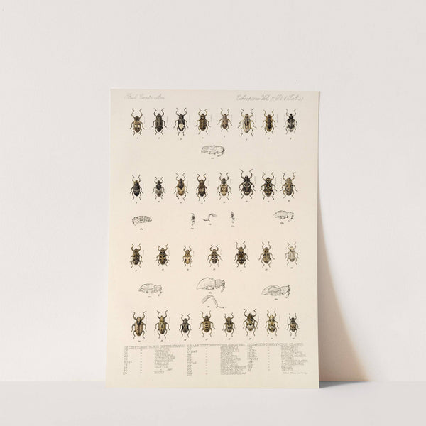 Insecta Coleoptera Pl 172 by Frederick DuCane Godman