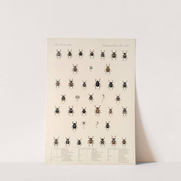 Insecta Coleoptera Pl 181 by Frederick DuCane Godman