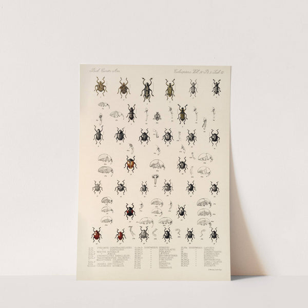 Insecta Coleoptera Pl 186 by Frederick DuCane Godman