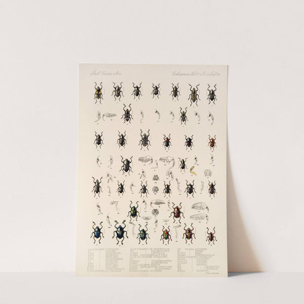 Insecta Coleoptera Pl 193 by Frederick DuCane Godman