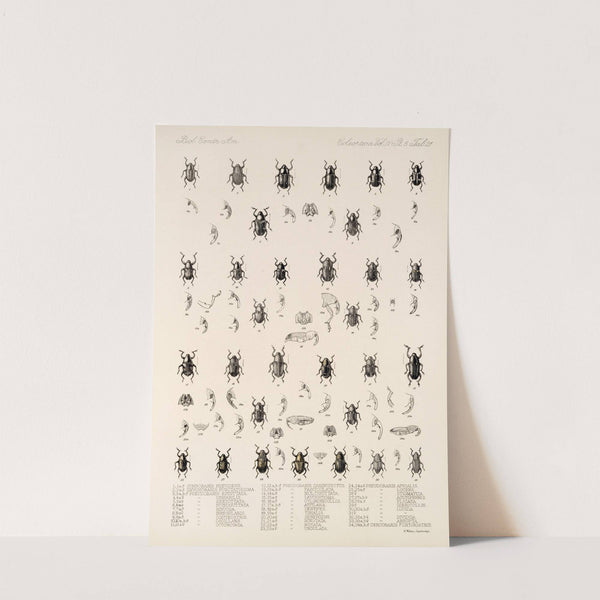 Insecta Coleoptera Pl 195 by Frederick DuCane Godman