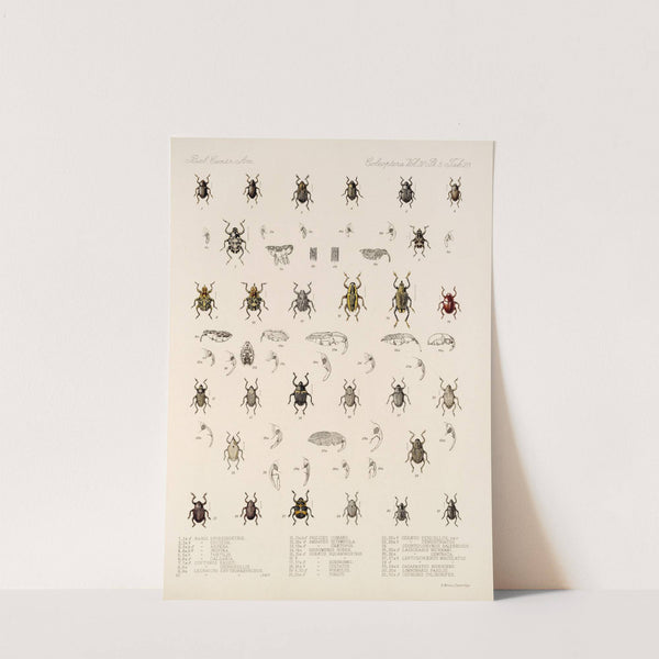 Insecta Coleoptera Pl 197 by Frederick DuCane Godman