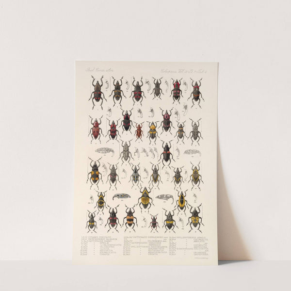 Insecta Coleoptera Pl 201 by Frederick DuCane Godman