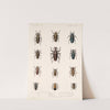 Insecta Coleoptera Pl 208 by Frederick DuCane Godman