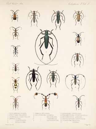 Insecta Coleoptera Pl 211 — size preview
