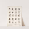 Insecta Coleoptera Pl 217 by Frederick DuCane Godman