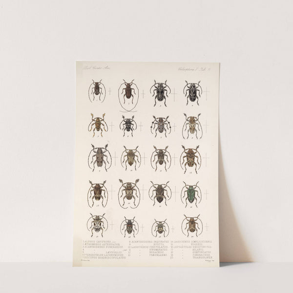 Insecta Coleoptera Pl 217 by Frederick DuCane Godman