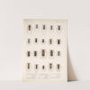 Insecta Coleoptera Pl 219 by Frederick DuCane Godman